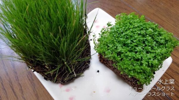 キューバパールグラス&ヘアーグラスショート 水上葉 水草 メダカ 熱帯魚 金魚 エビ 人気 おすすめA1拍卖