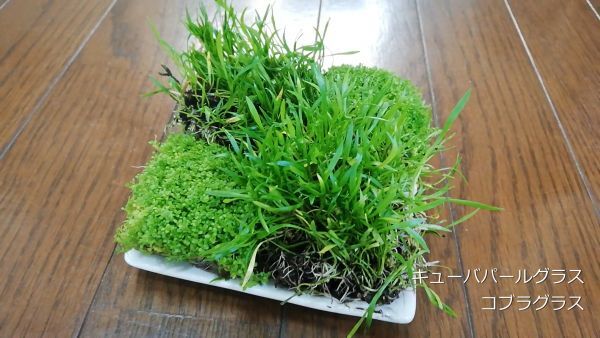 キューバパールグラス2&コブラグラス2 水上葉 水草 メダカ 熱帯魚 金魚 エビ 人気 おすすめA1拍卖