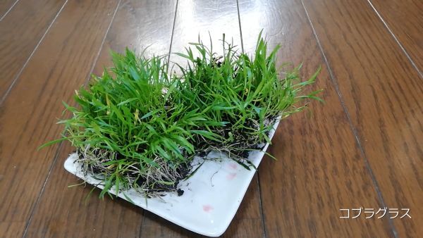 コブラグラス2 水上葉 水草 メダカ 熱帯魚 金魚 エビ 人気 おすすめA1拍卖