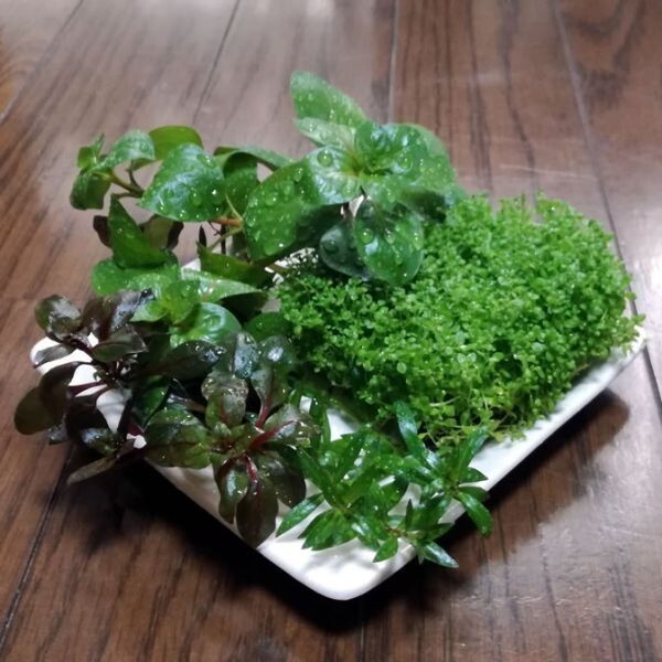 キューバパールグラス&赤系有茎草セットA3 水上葉 水草 メダカ 熱帯魚 金魚 エビ 人気 おすすめA3拍卖
