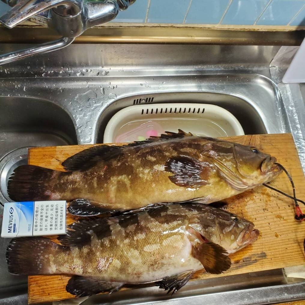 クエ2本セット アラ モロコ 対馬 高級魚拍卖