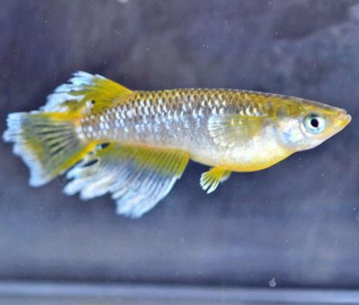 フロマージュメダカの卵 10個+α個拍卖