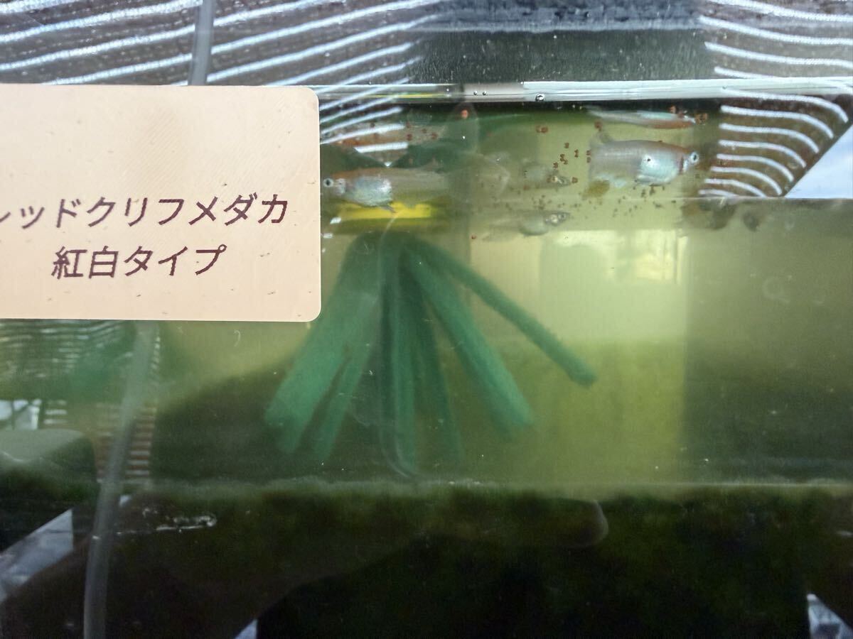 レッドクリフメダカ紅白メダカの卵10個+2拍卖