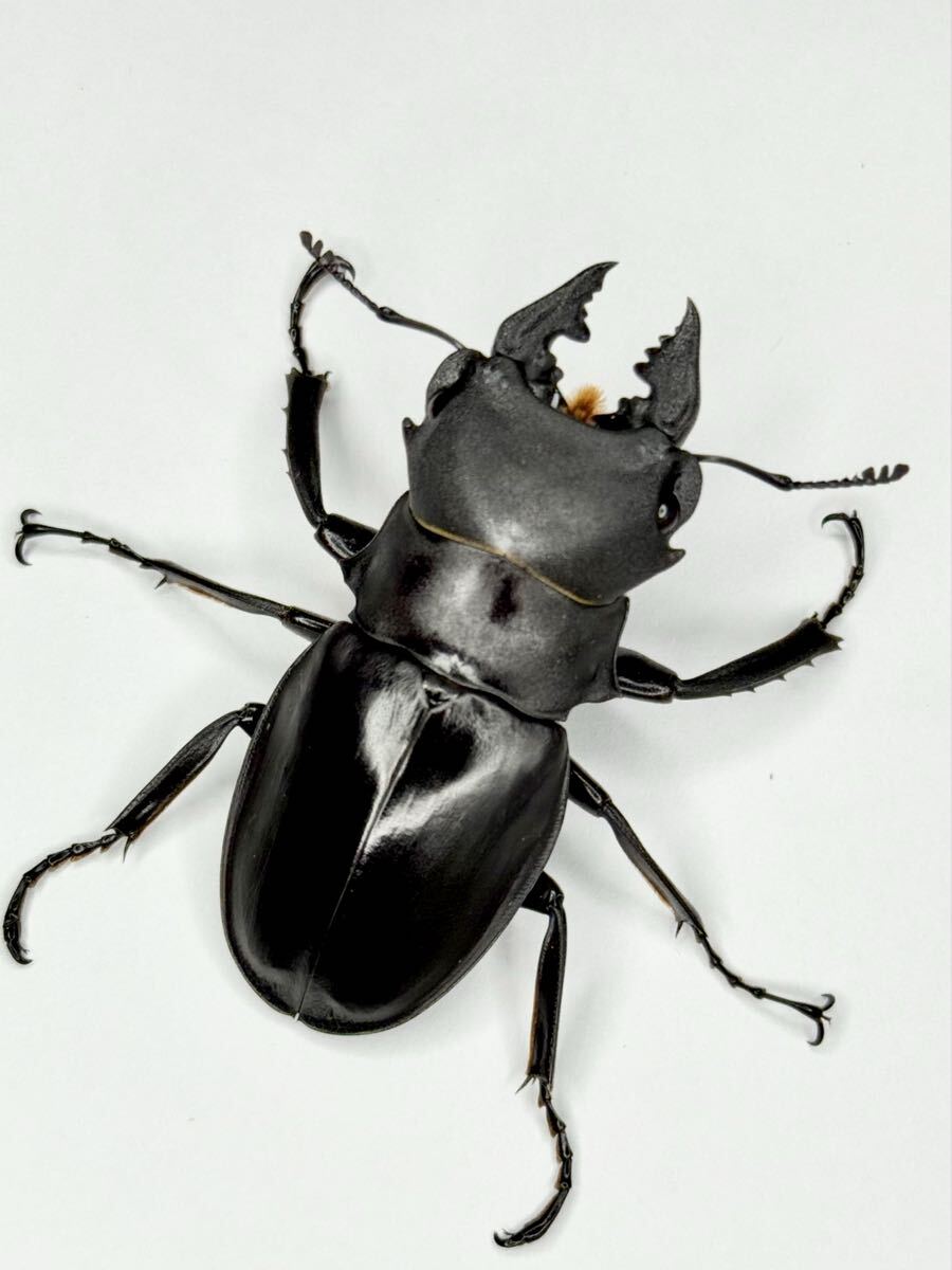 【 カメラツヤ 幼虫 】 幼虫8頭+死着保証2頭 カメラツヤクワガタ ツヤクワガタ拍卖