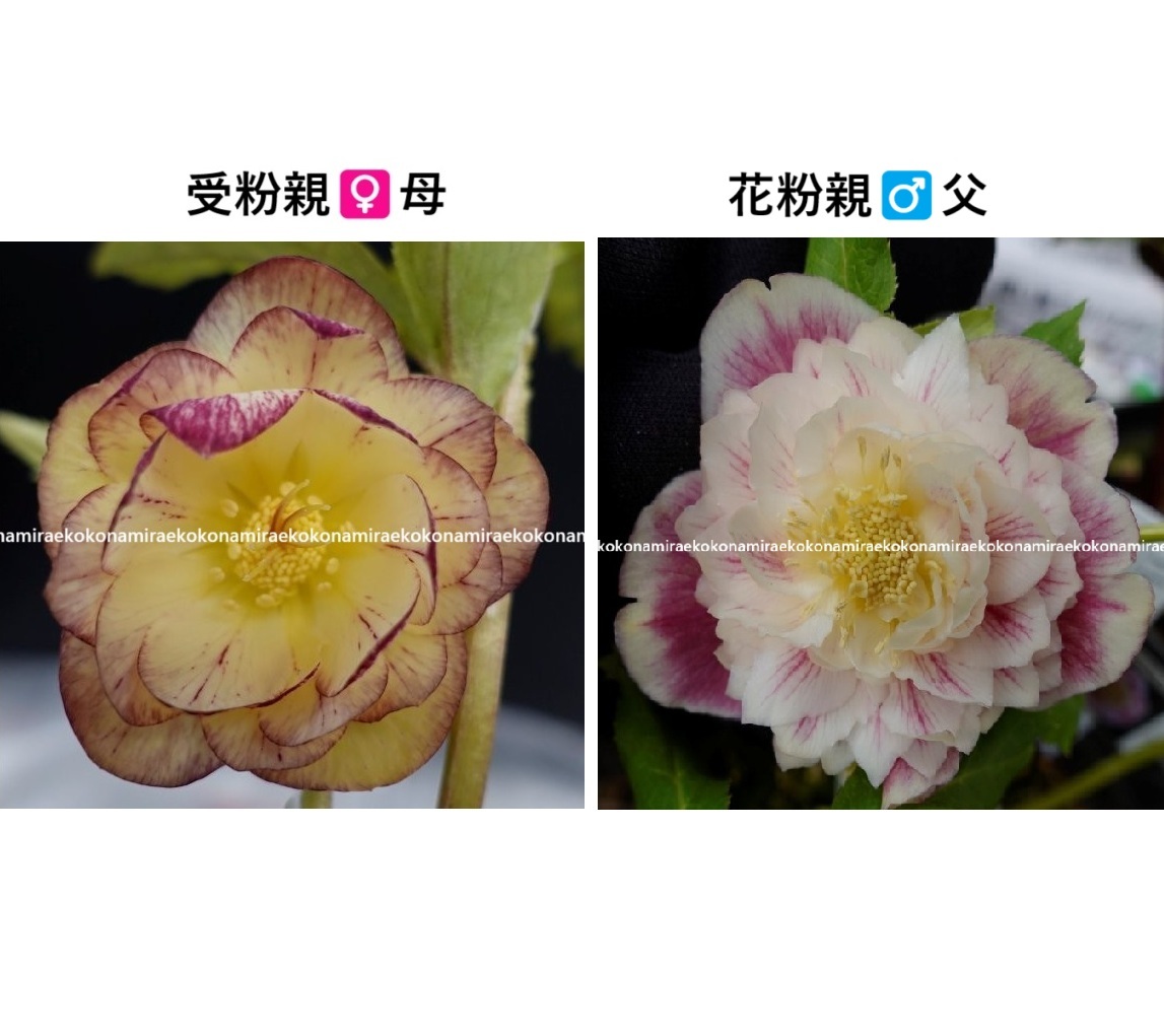 336●今回限種6粒クリスマスローズ 種子♀透かし系オーレア絣小輪♂超々多弁美しいオーレア ソレイユ系  広瀬さん株拍卖