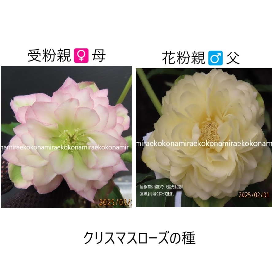 632●今回限種6粒クリスマスローズ 種子♀桃色多弁吉田さん株今年画像は乱れてますが良い花♂オーレアゴールド超多弁 非常に美しい拍卖