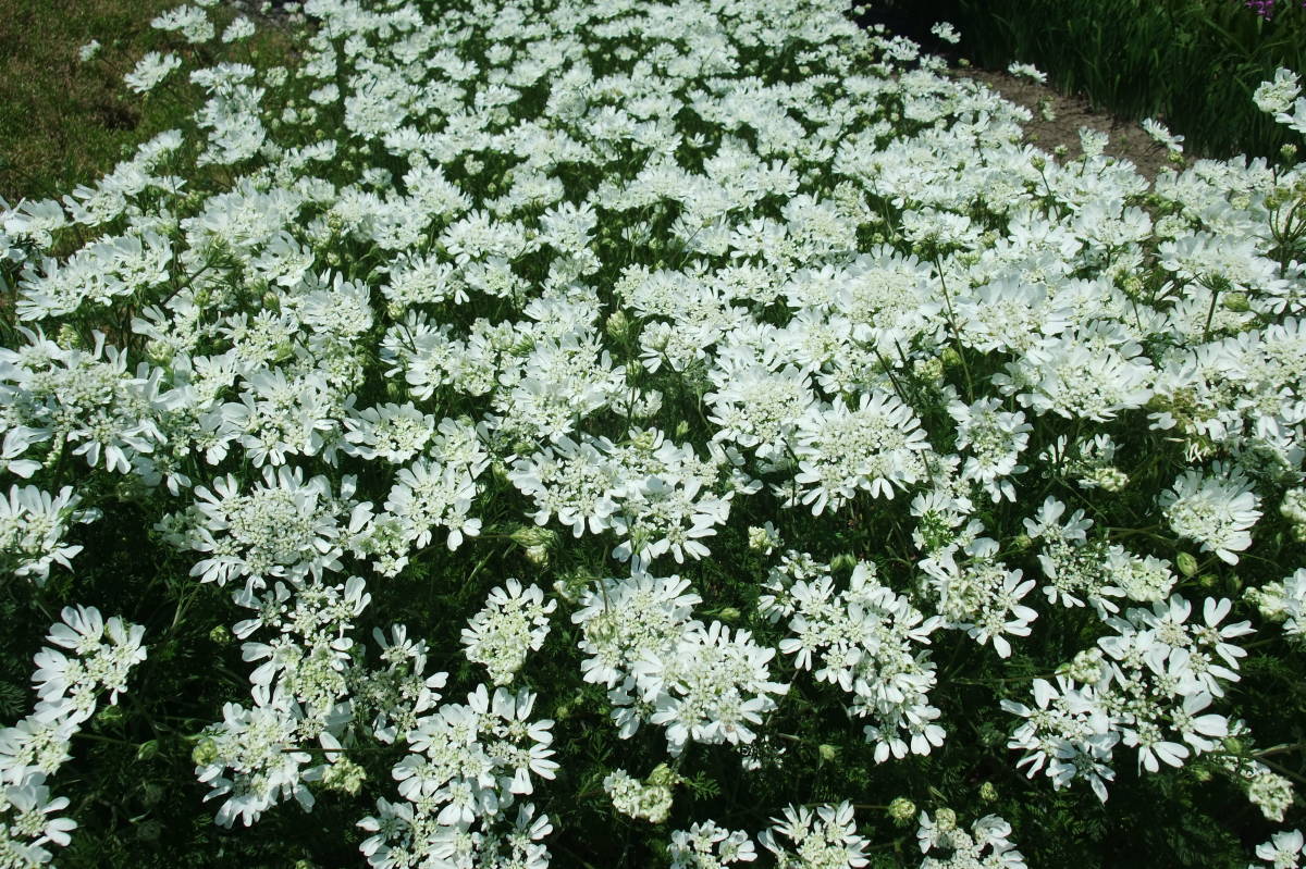 ★即決★ オルレア ホワイトレース 種30粒 自家採取  同梱OK 種なら何点でも送料73円拍卖