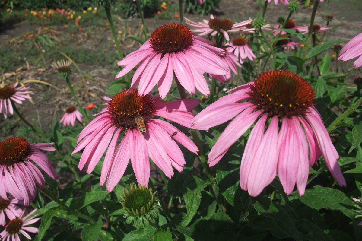 大量に欲しい方に ★即決★ エキナセア プルプレア 種300粒 自家採取  同梱OK 種なら何点でも送料73円拍卖