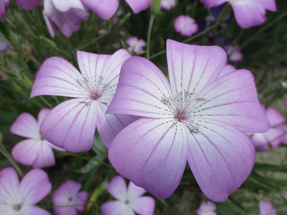 ★即決★ アグロステンマ ピンク色 種30粒 自家採取 同梱OK 種なら何点でも送料73円拍卖