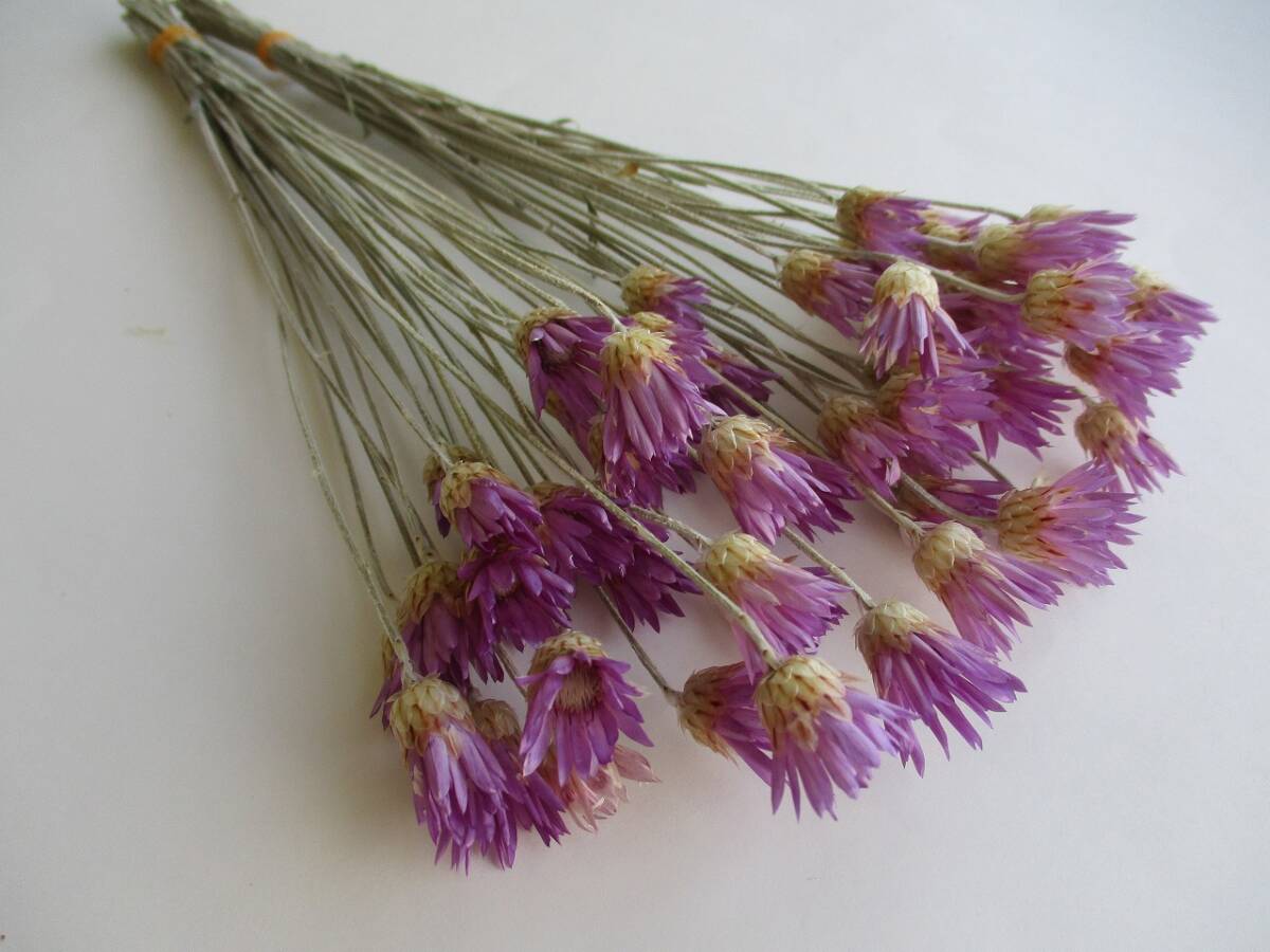 ドライフラワー ★ キセランセマム ★ ピンク花 60本 339拍卖