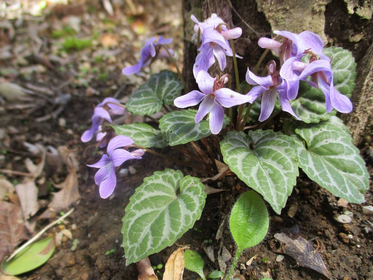 ★即決★ 山野草 斑入りシハイスミレ 種20粒 自家採取 同梱OK 種なら何点でも送料73円拍卖