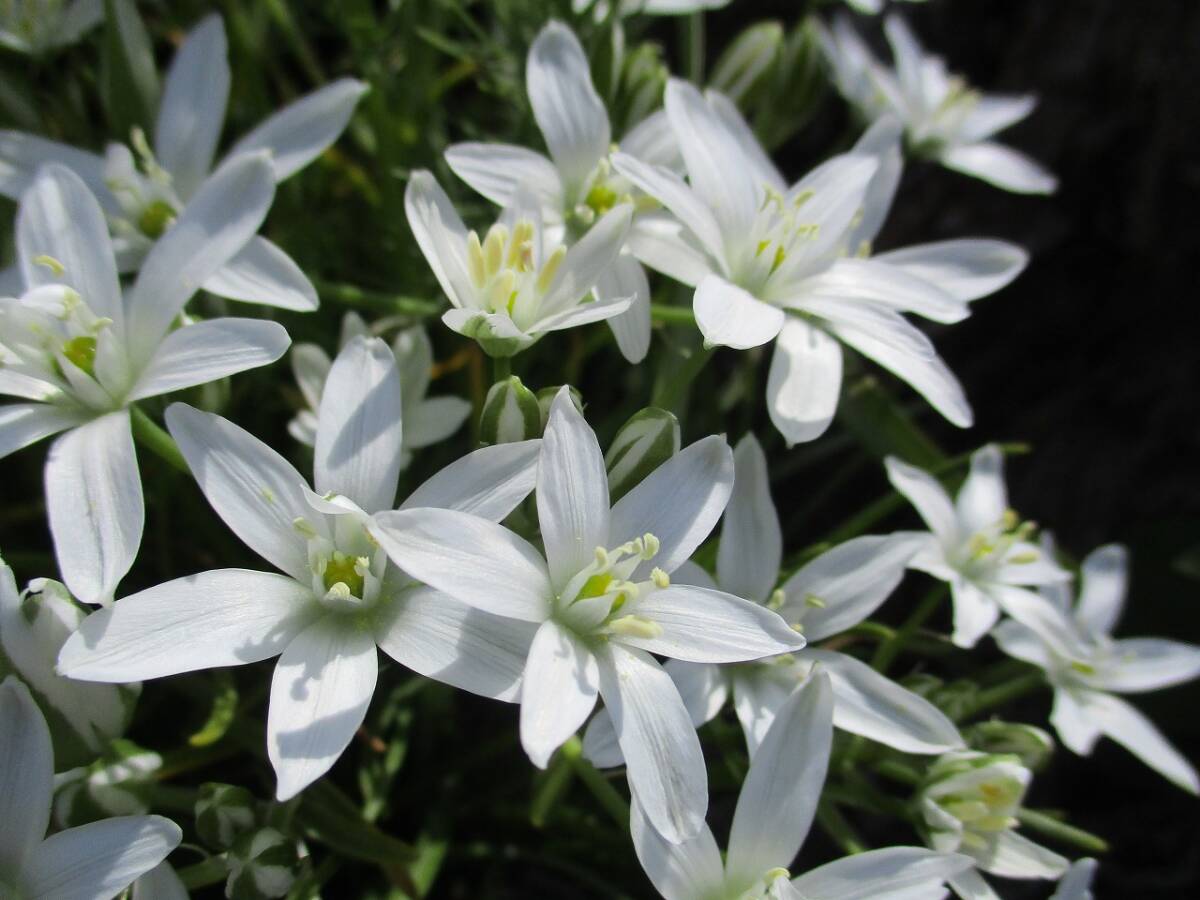 ★オーニソガラム ウンベラタム★ 球根35g程 ② 別名 ベツレヘムの星 和名 オオアマナ 拍卖