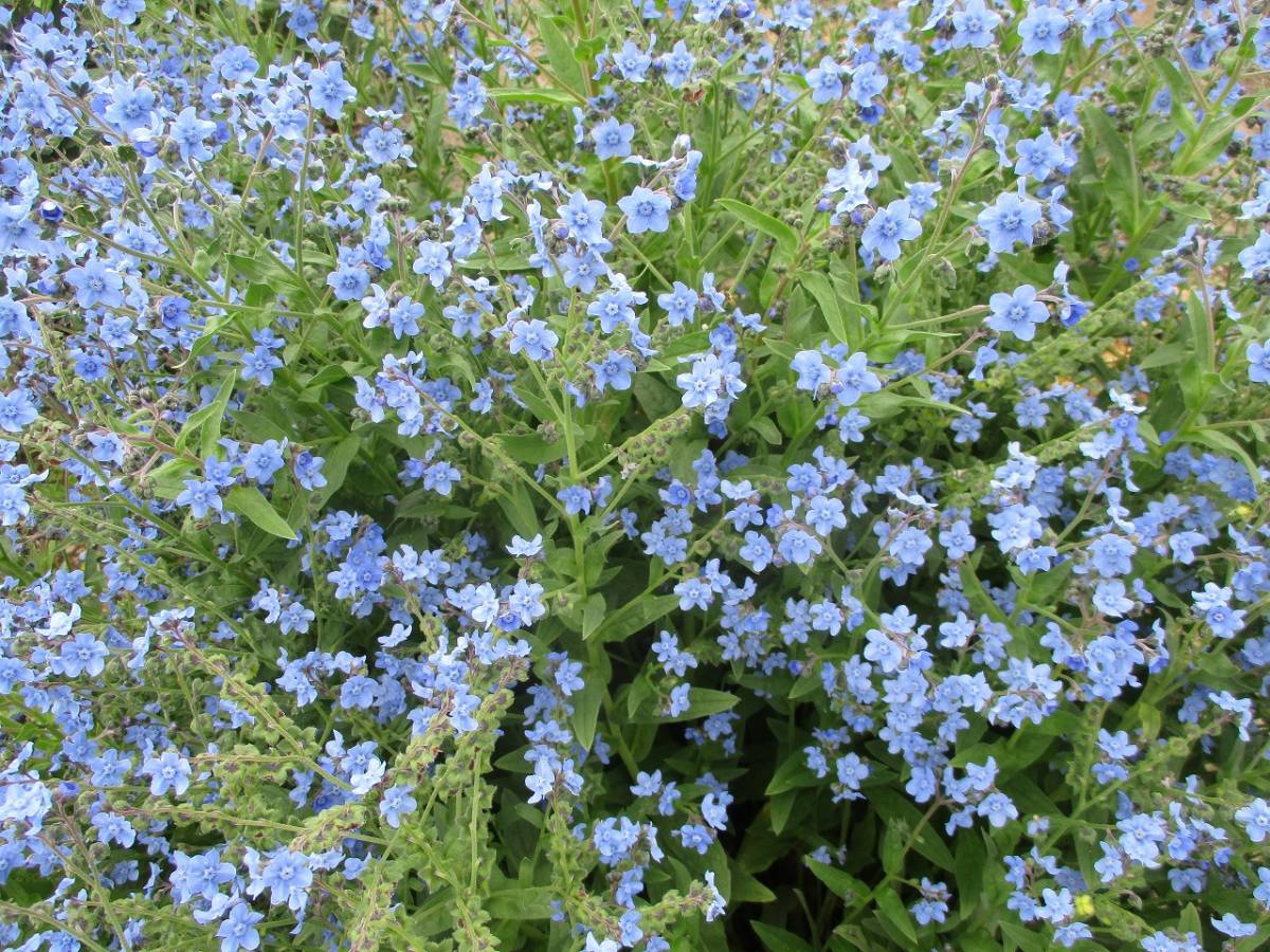 ★即決★ シノグロッサム 種30粒 自家採取 同梱OK 種なら何点でも送料73円拍卖