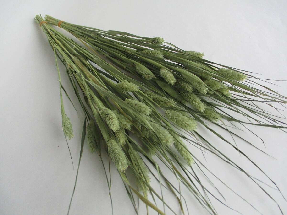 ドライフラワー ★ ポアプランツ★ 40本 259拍卖