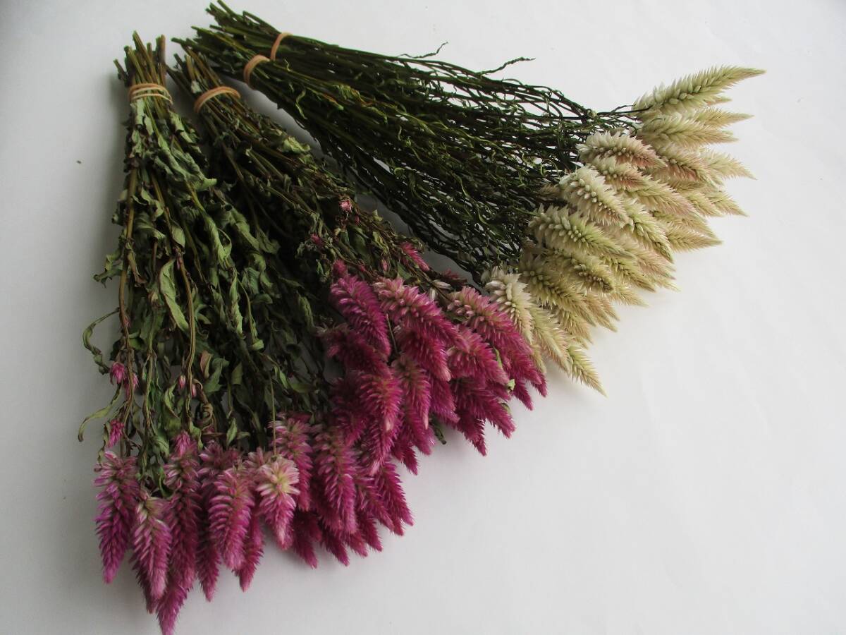 ドライフラワー ★ ケイトウ キャンドル&シャロン ★ 100本 312拍卖