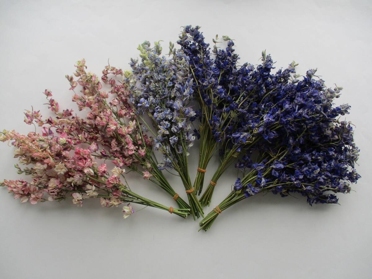 ドライフラワー ★千鳥草★ ラークスパー 100本 378拍卖