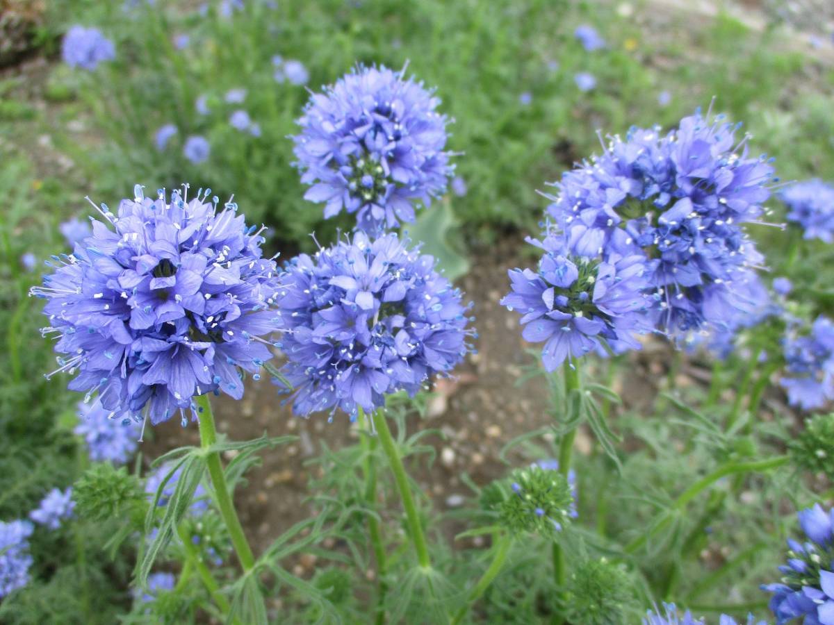 ★即決★ ギリア・カピタータ★ 種50粒 自家採取 同梱OK 種なら何点でも送料73円拍卖