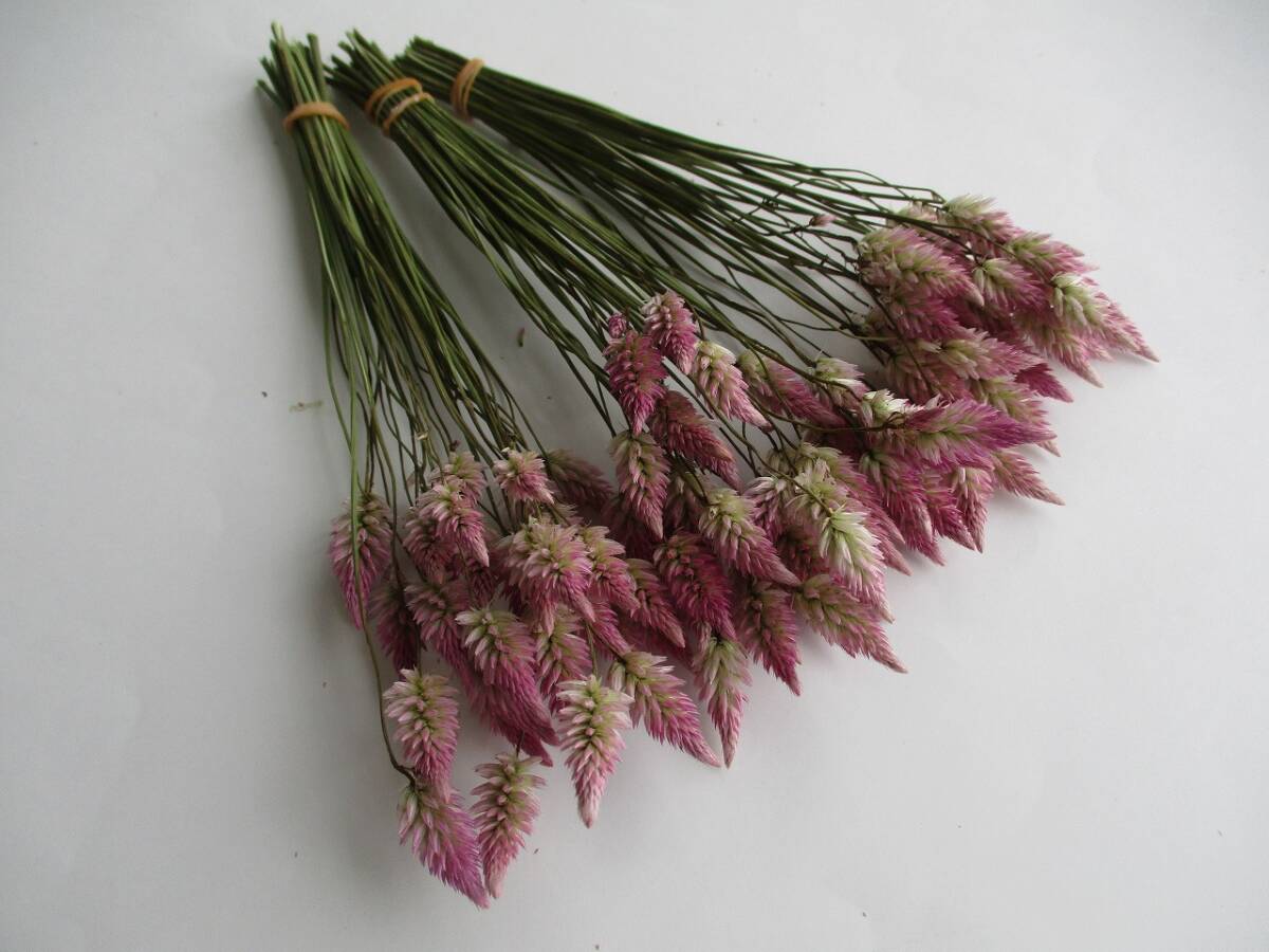 ドライフラワー ★ ケイトウ サマーラベンダー ★ 90本 318拍卖