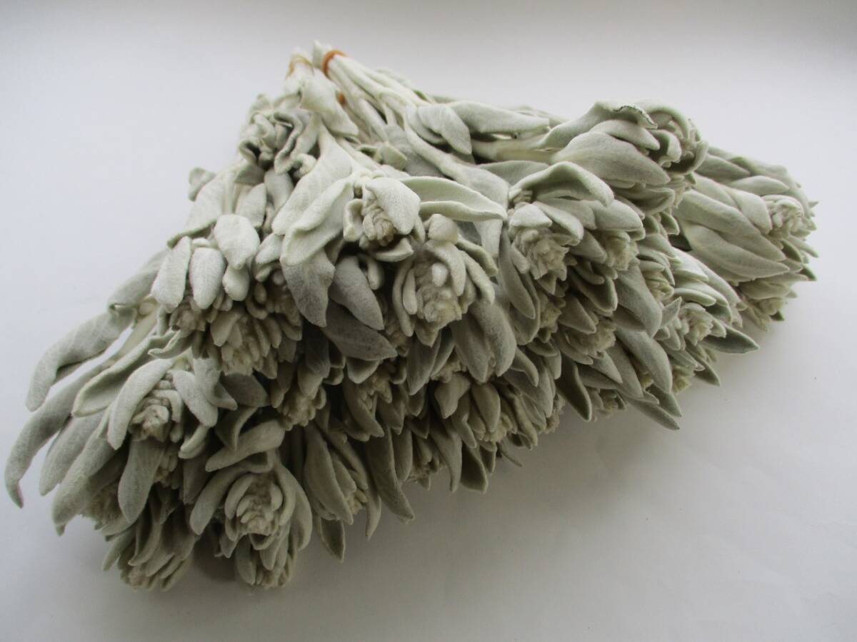 ドライフラワー ★ ラムズイヤー ★ 60本 365拍卖