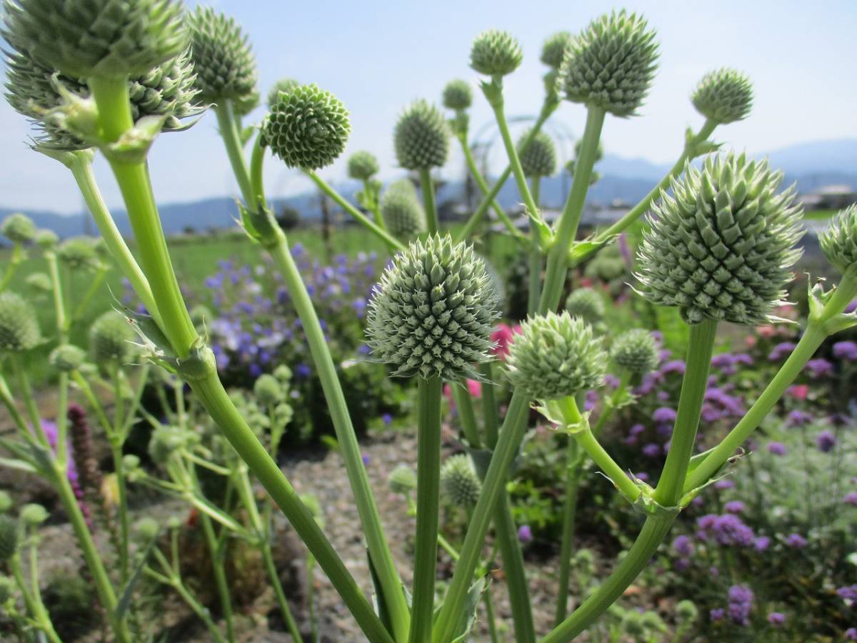 ★即決★ エリンジューム ユッキフォリウム 種30粒 同梱OK 種なら何点でも送料73円拍卖