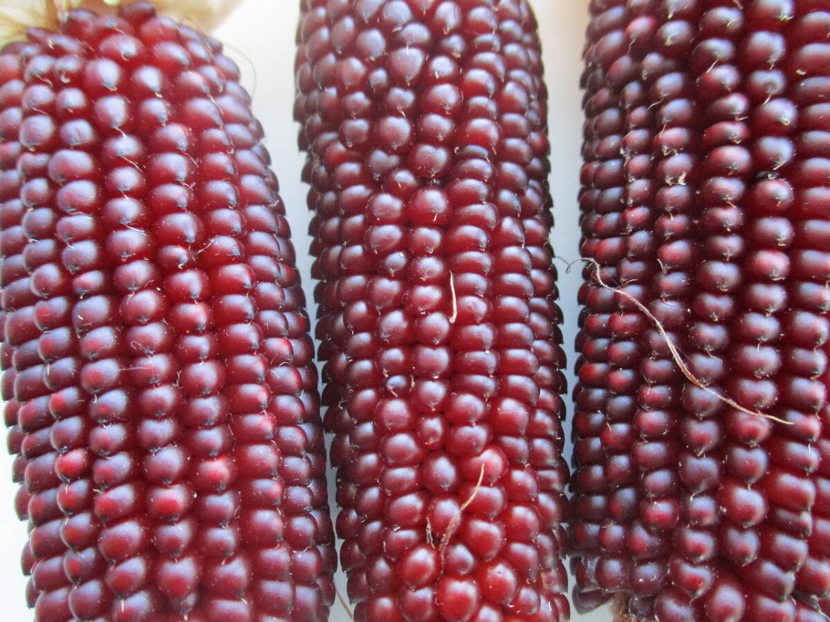 ★即決★ ストロベリーコーン 種20粒 自家採取 同梱OK 種なら何点でも送料73円拍卖