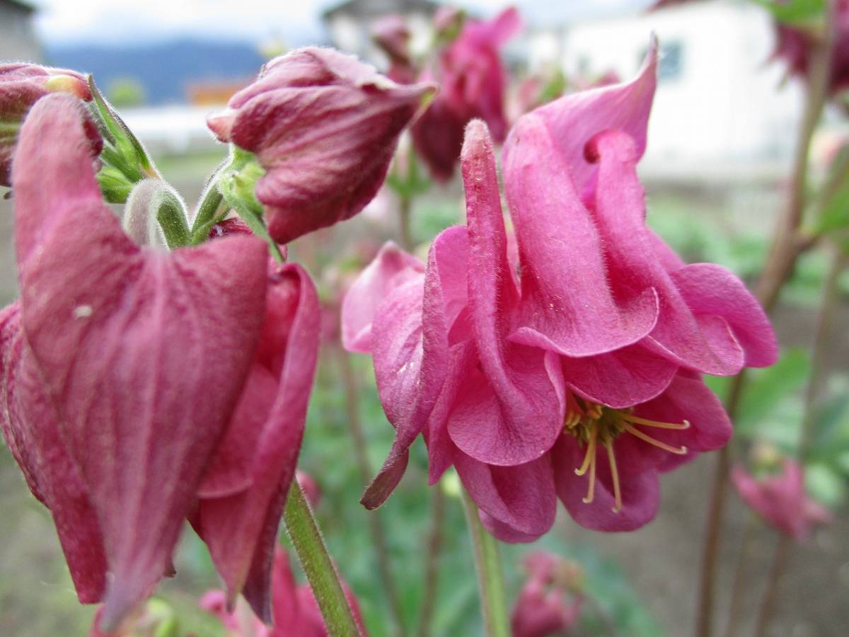 ★即決★山野草 濃いピンク色のオダマキ 種50粒 自家採取 同梱OK 種なら何点でも送料73円拍卖