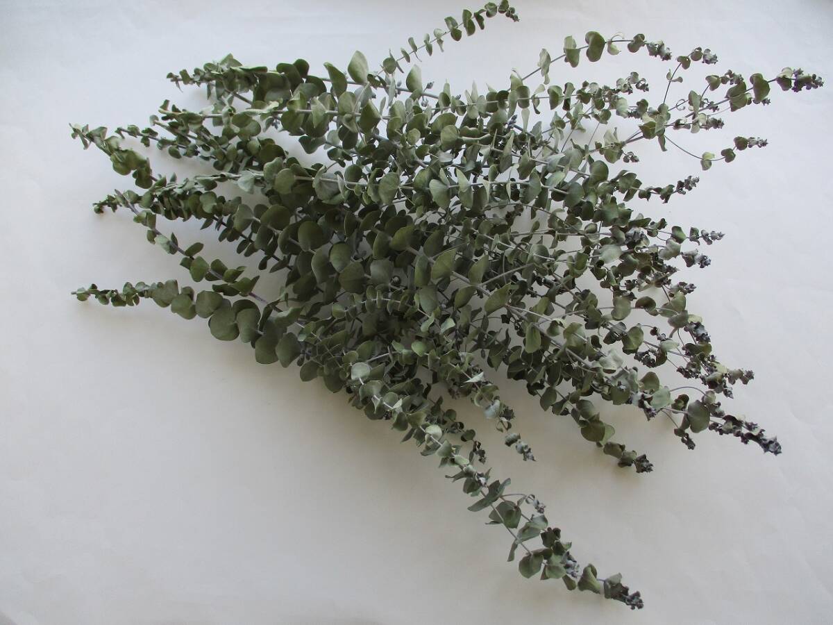 ドライフラワー ★ユーカリ ”ベビーブルー”★ 13本 320拍卖