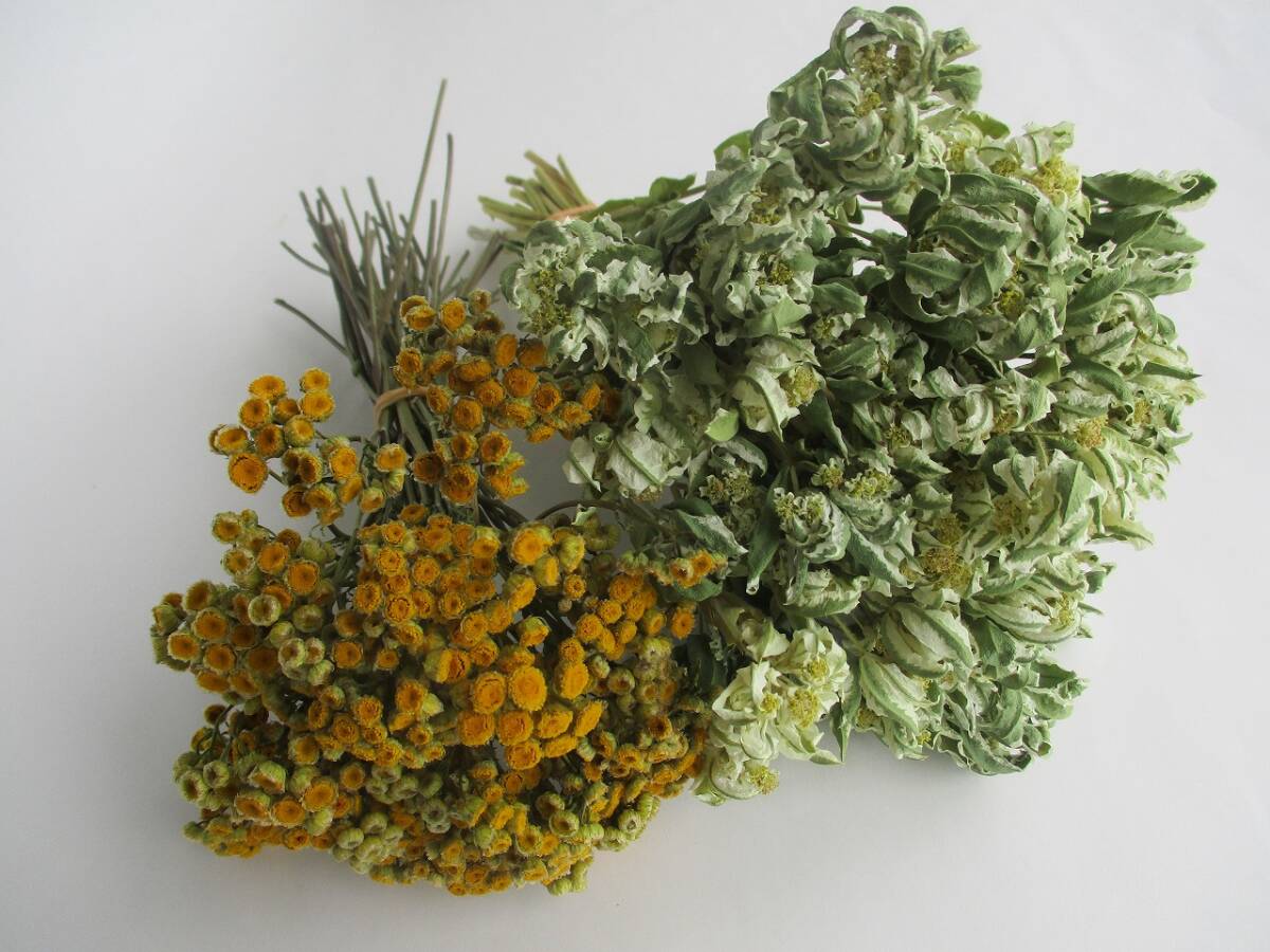 ドライフラワー ★ 初雪草&タンジ― ★ 239拍卖