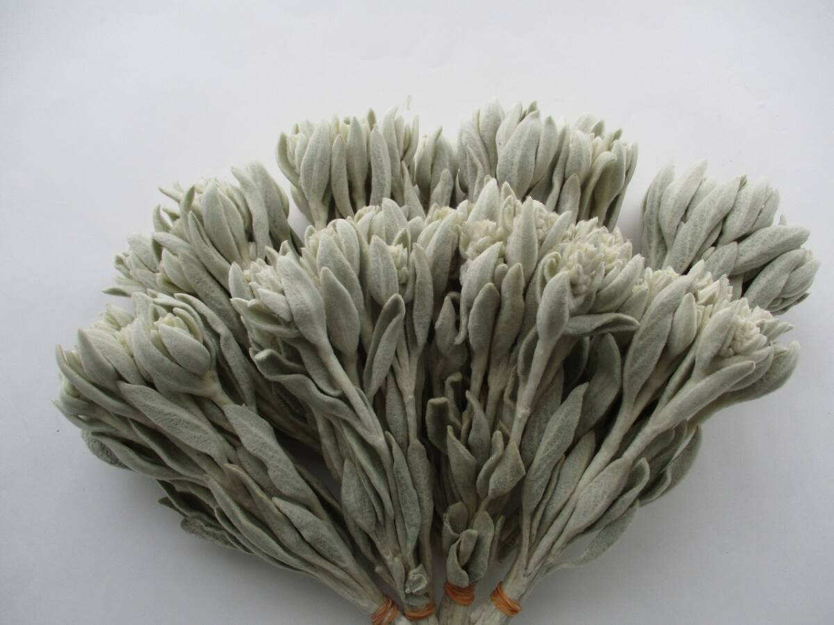 ドライフラワー ★ ラムズイヤー ★ 80本 371拍卖