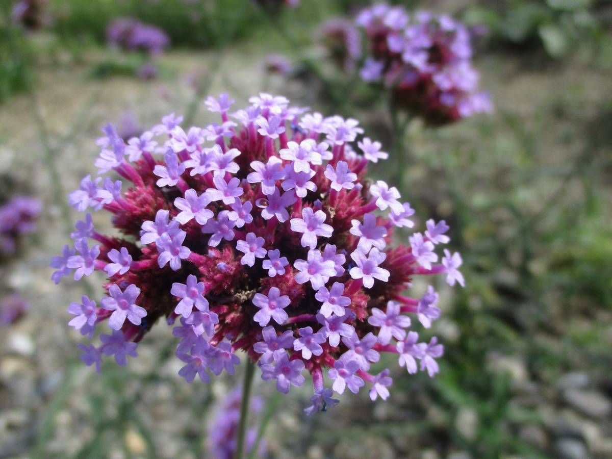 ★即決★ 三尺バーベナ(ヤナギハナガサ) 種50粒 自家採取 同梱OK 種なら何点でも送料73円拍卖