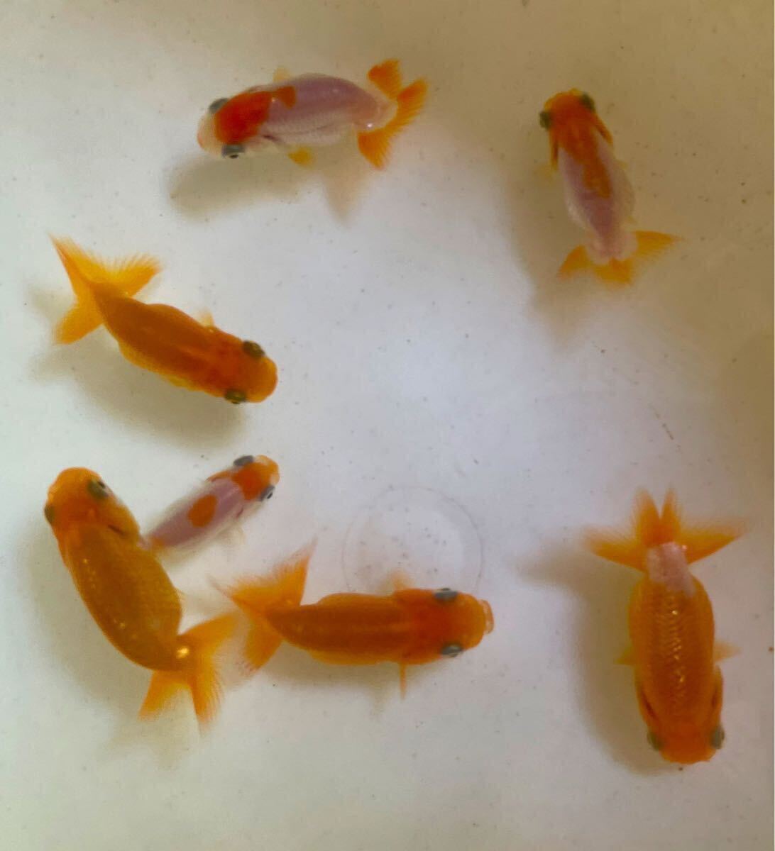 らんちゅう 当歳 約5〜7cm 3匹 追加&同梱可能 拍卖