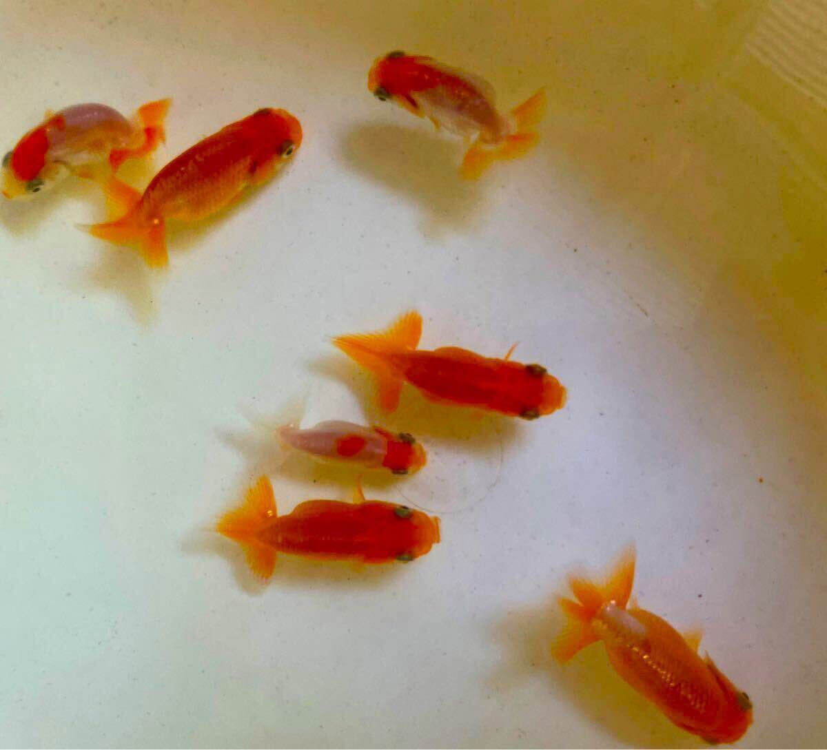 らんちゅう 当歳 約8〜9cm 3匹 追加&同梱可能 拍卖