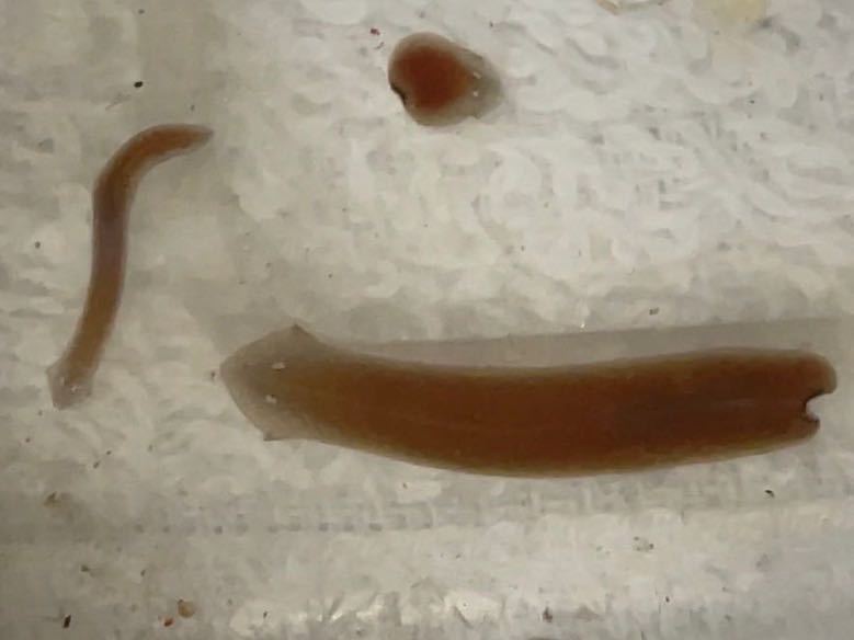 10匹セット プラナリア 約1〜2cm前後拍卖