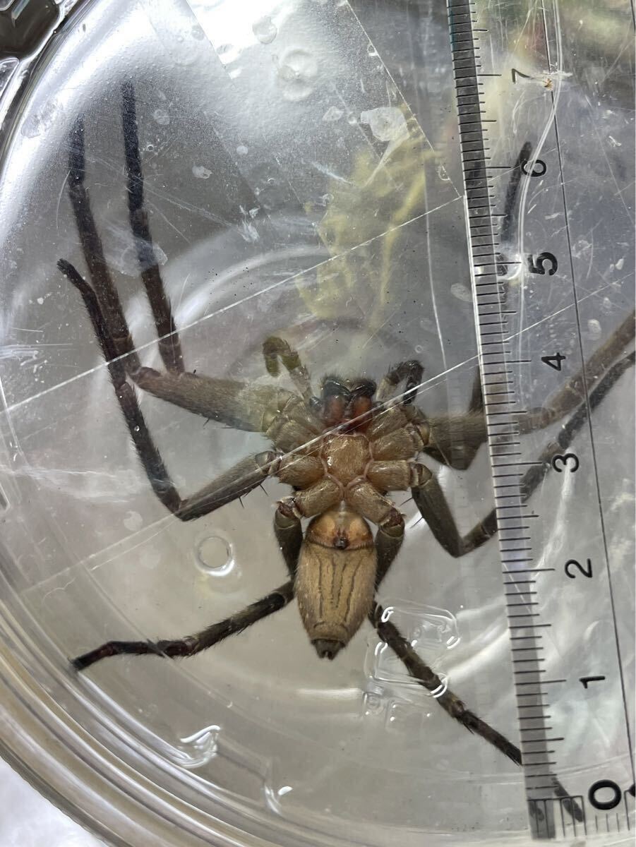 アシダカグモ 約10cm  1匹 蜘蛛 クモ拍卖