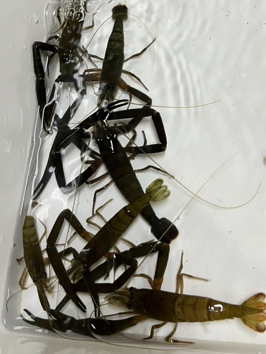ヒラテテナガエビ オス 両手付き 約8〜10cm 1匹売り 追加&同梱可能拍卖