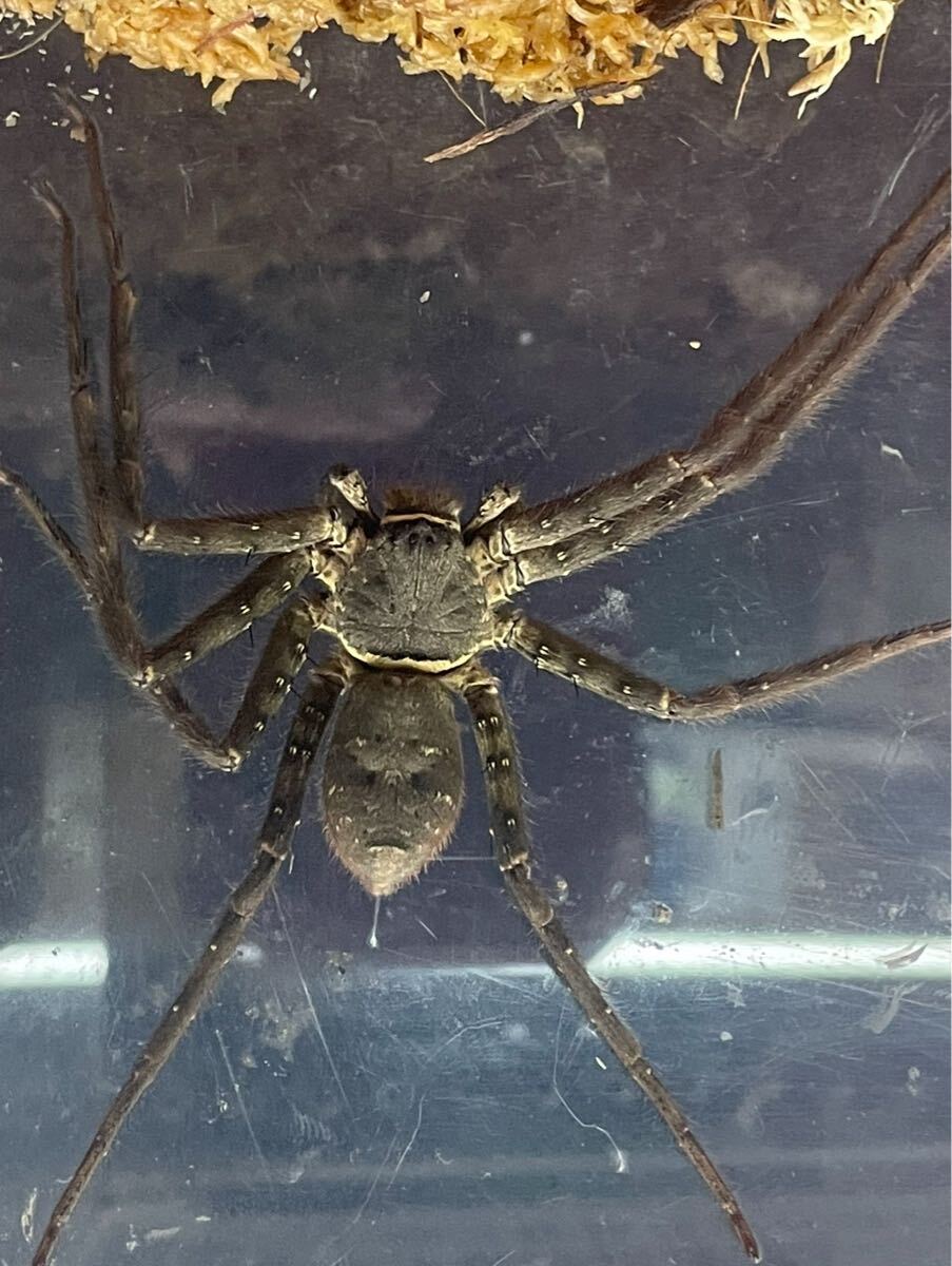 アシダカグモ 約10cm  1匹 蜘蛛 クモ拍卖