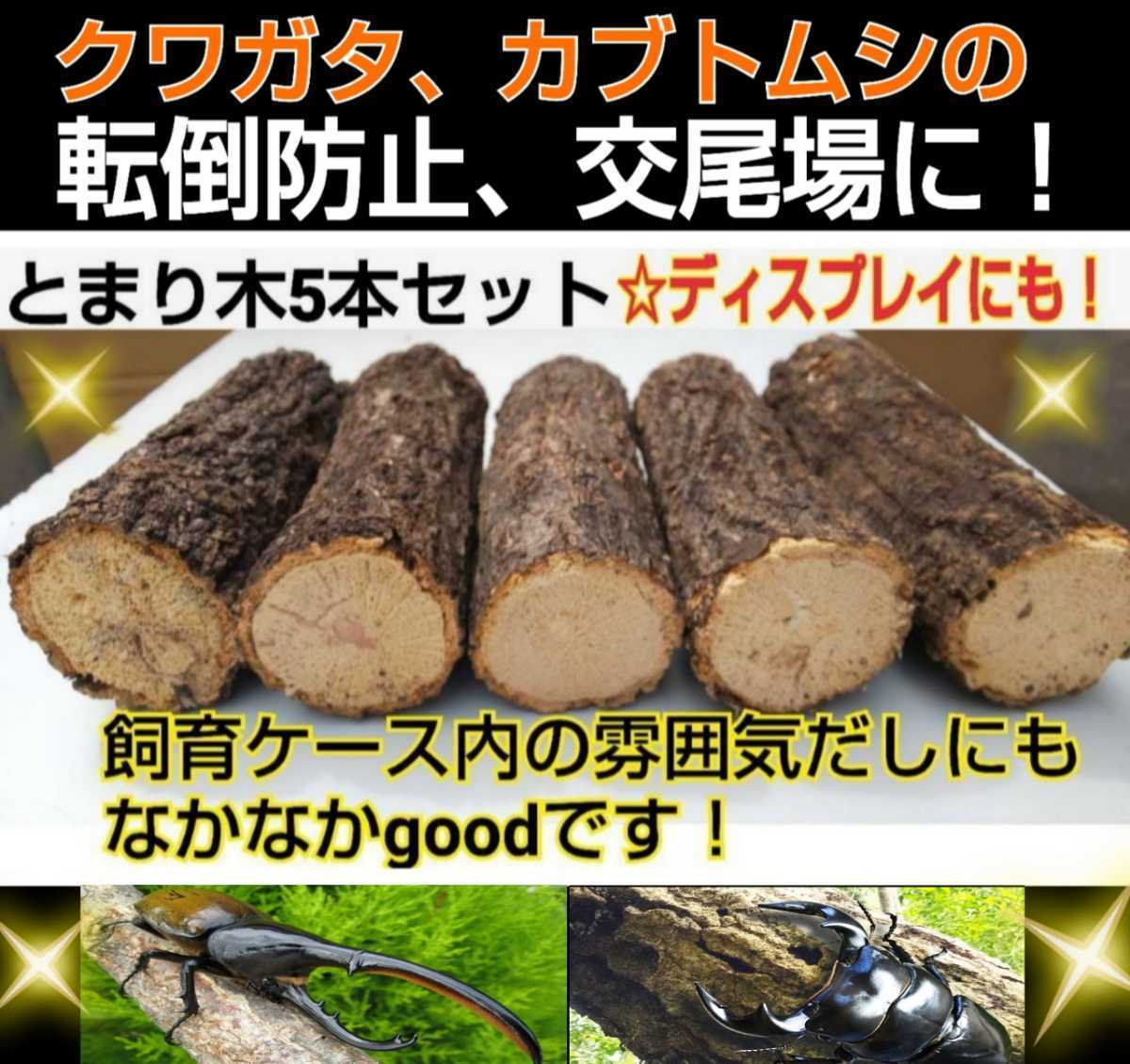 とまり木5本セット!クワガタ、カブトムシが最も喜ぶコナラやクヌギ☆ケース内のディスプレイ 遊場、隠れ家、転倒防止、交尾の場に最適拍卖