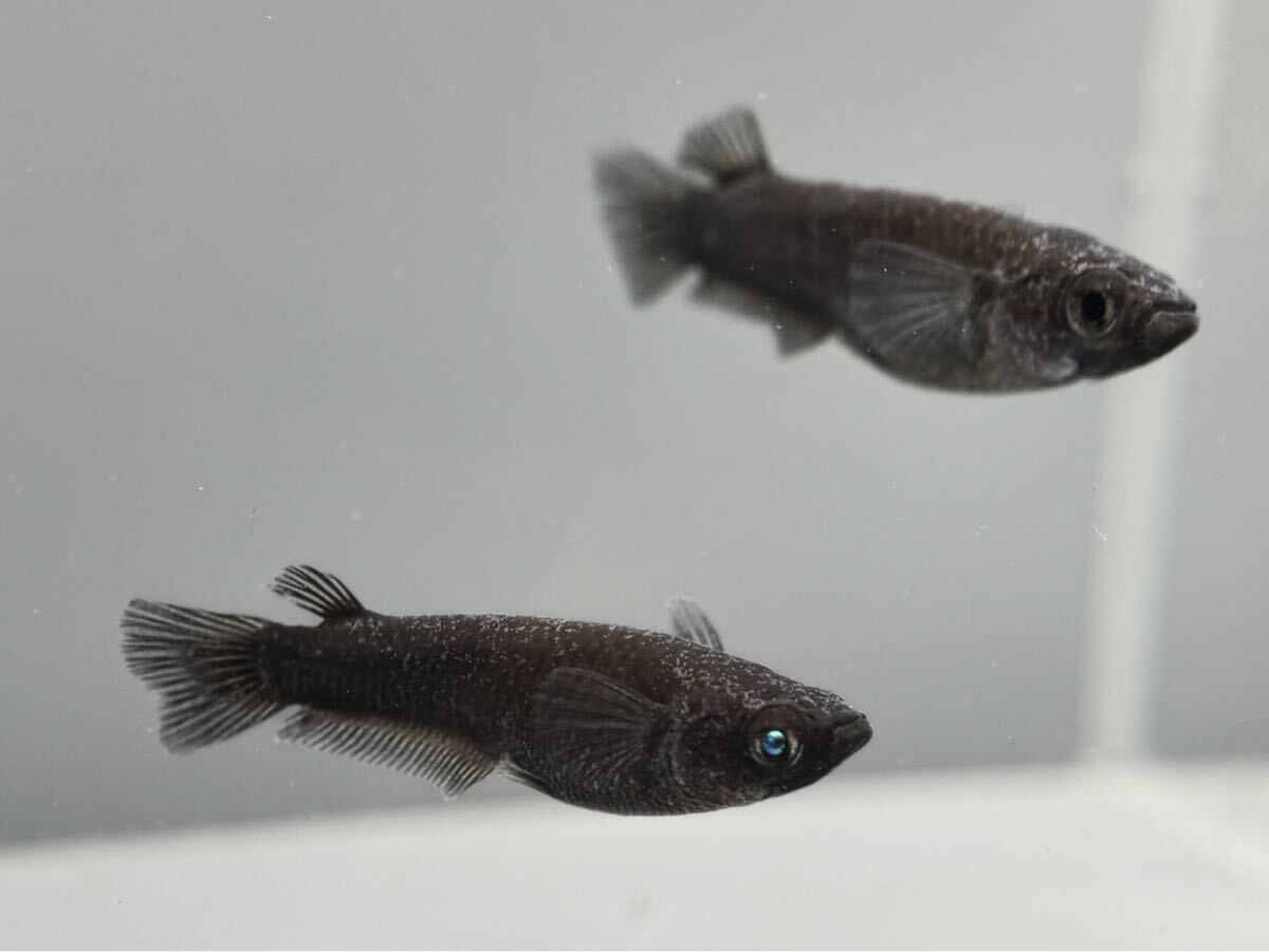 【結びめだか】五式漆黒系WF(我流めだか アース因子 産卵中 天雷 滝 扇墨 黒冠 星ラメ 金箔和墨 銀箔和墨拍卖