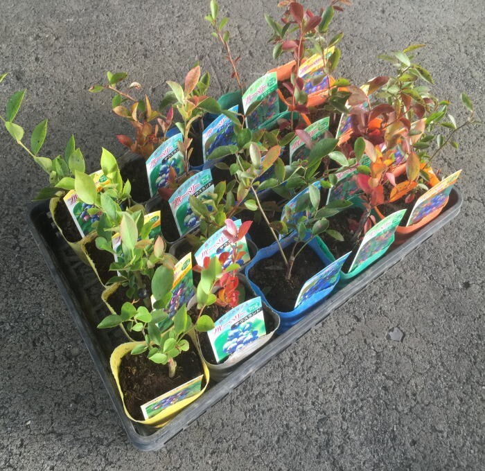 ★ブルーベリー 苗:ラビットアイ(3.5寸)1箱:(20ポット入での販売です。)拍卖