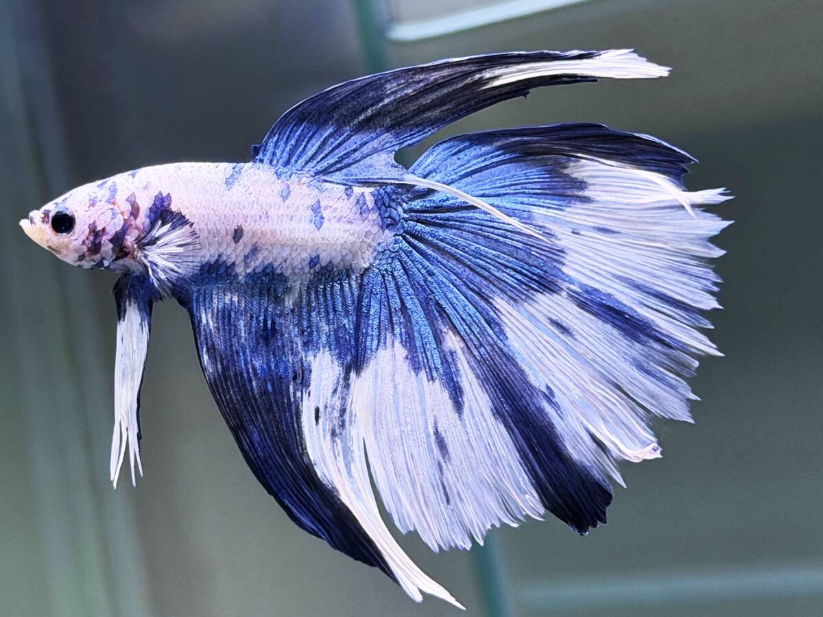 【微難あり】★★ダルメシアン・ブルー・オーバー・テール★★拍卖