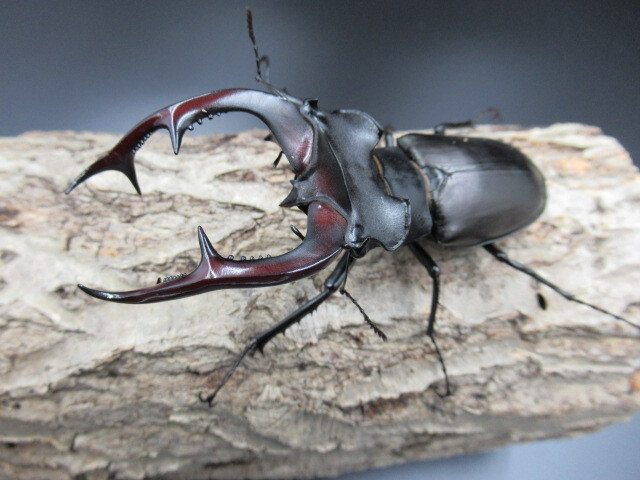 アクベシアヌス ミヤマクワガタ ♂89.6mm 単品 【発送日限定】拍卖