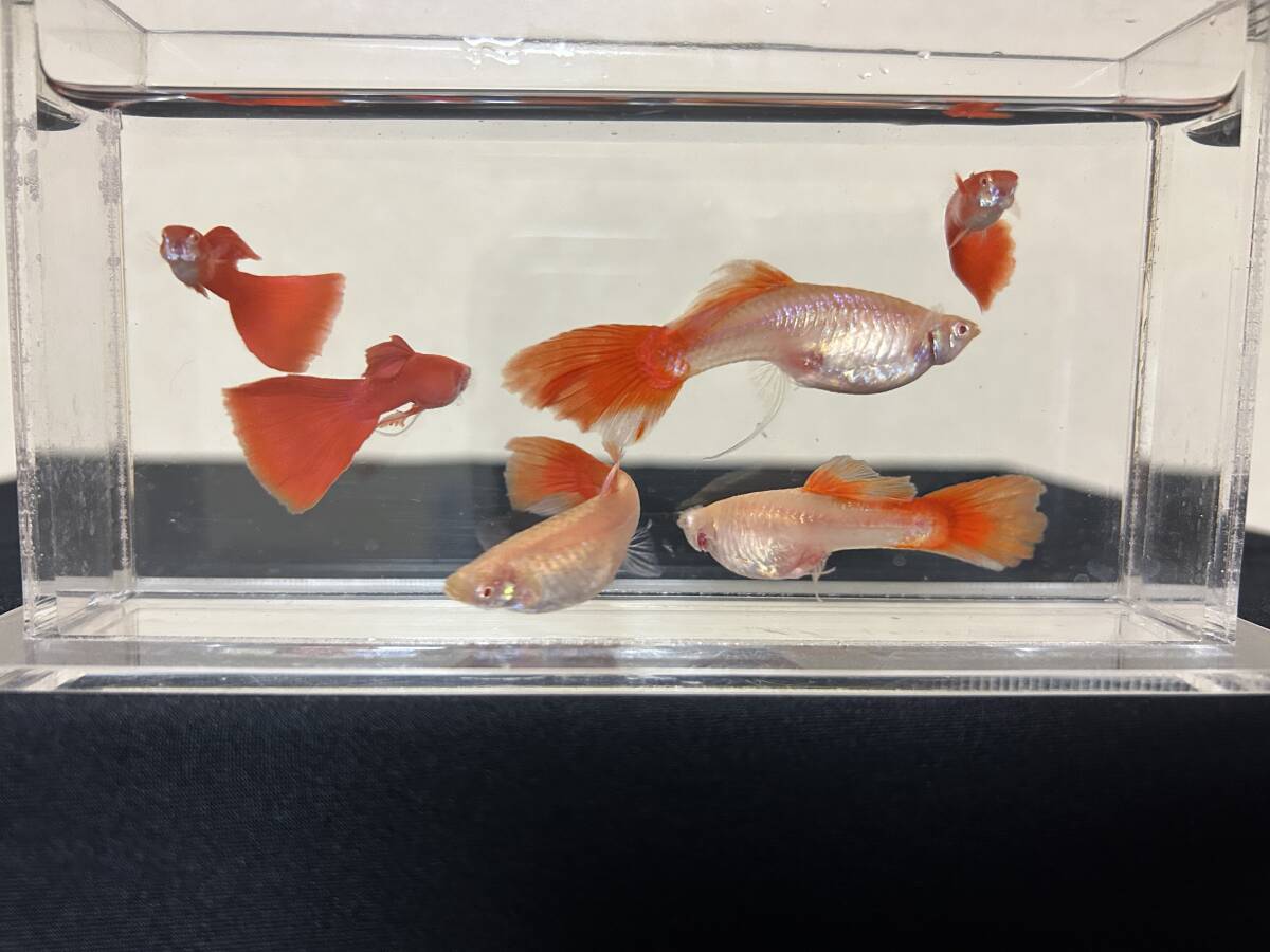 F・RREA・フルレッド・メス3匹、オス3匹拍卖