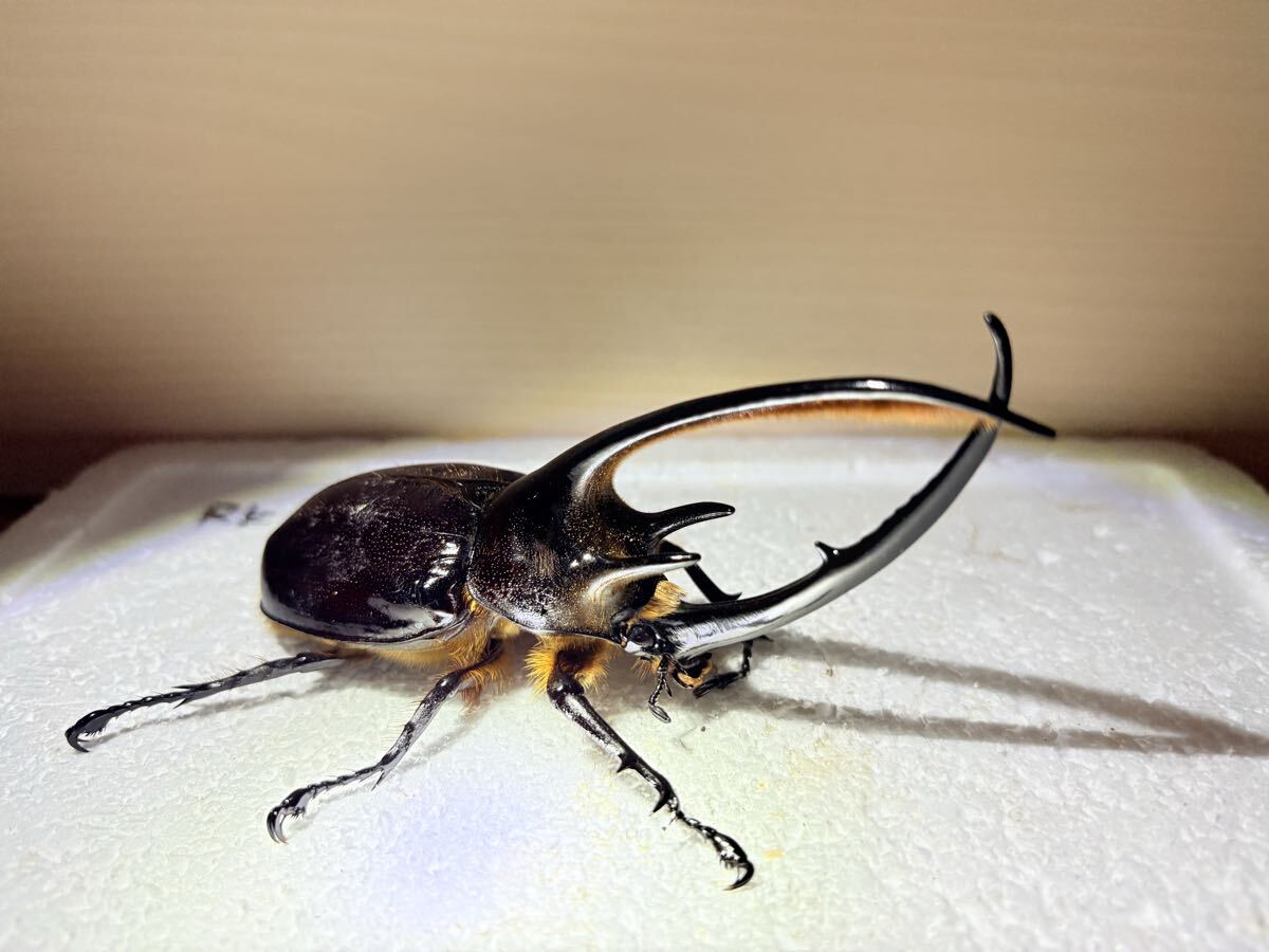 ネプチューンオオカブト♂単品ナポコサンガ産拍卖