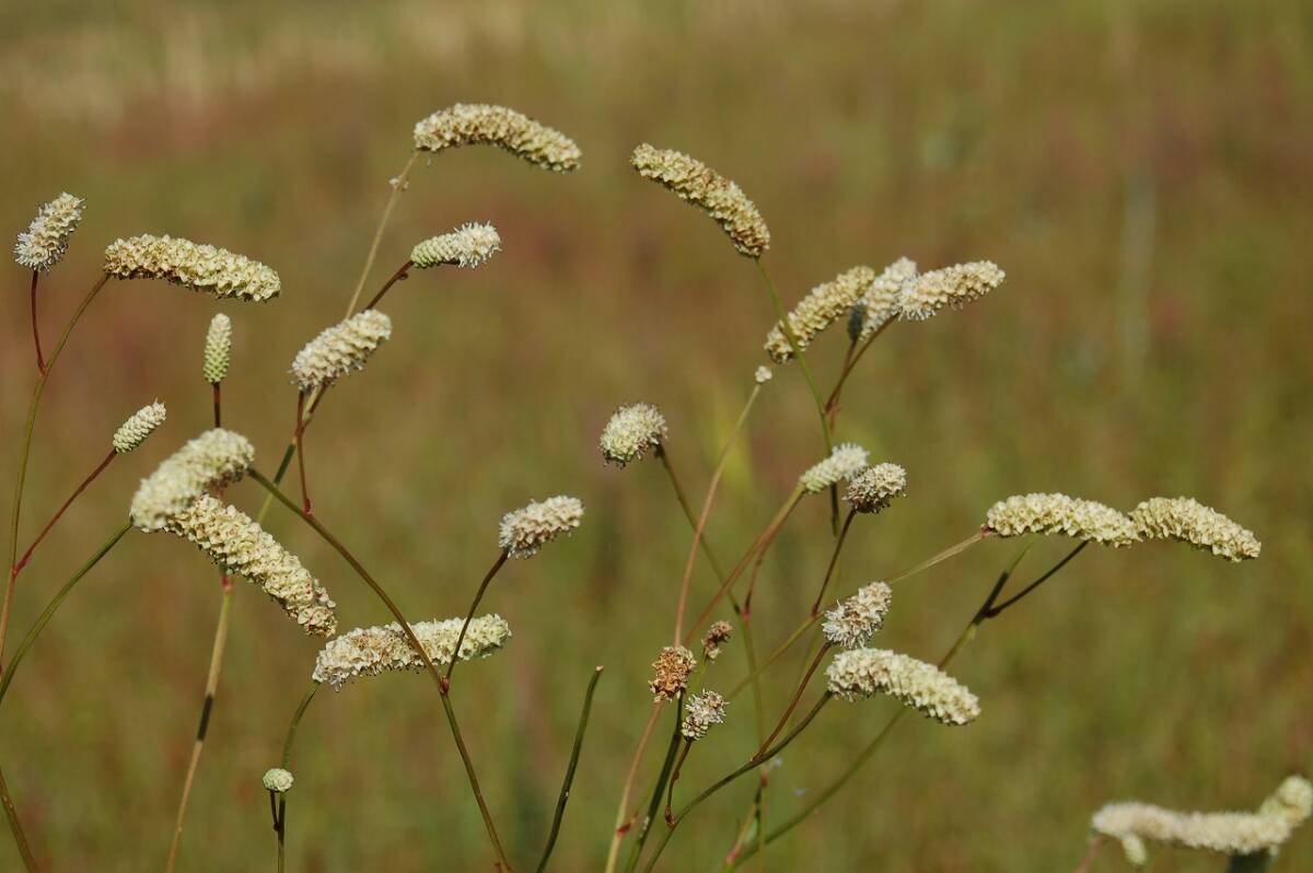 山野草 ナガボノシロワレモコウ(種子15粒・第四種郵便送料73円)拍卖