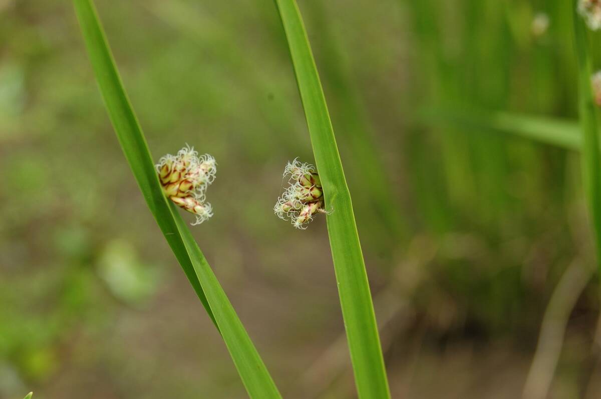 山野草 カンガレイ(種子15粒・第4種郵便送料73円)拍卖