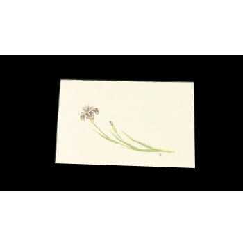 懐石まっと WSS-5 尺三 クリーム あやめ (100枚入)拍卖