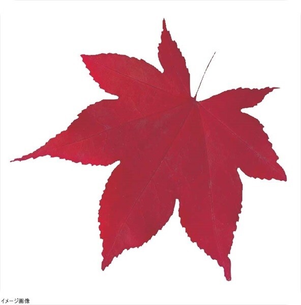 型抜きクリアシート(200枚入) 65785 ミニ・赤もみじ拍卖