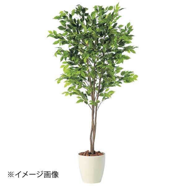 SG ベンジャミナ スプラッシュトリプル 90713 1.8m拍卖