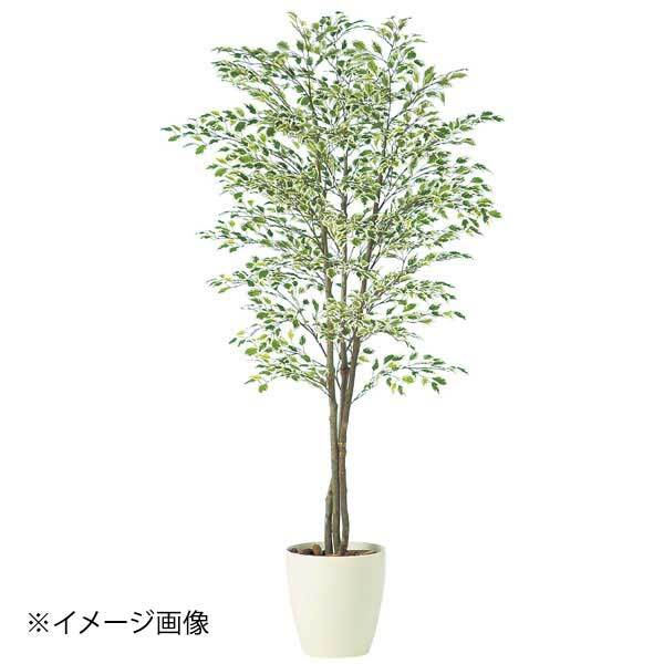 SG ベンジャミナ スターライトトリプル 90724 2.0m拍卖