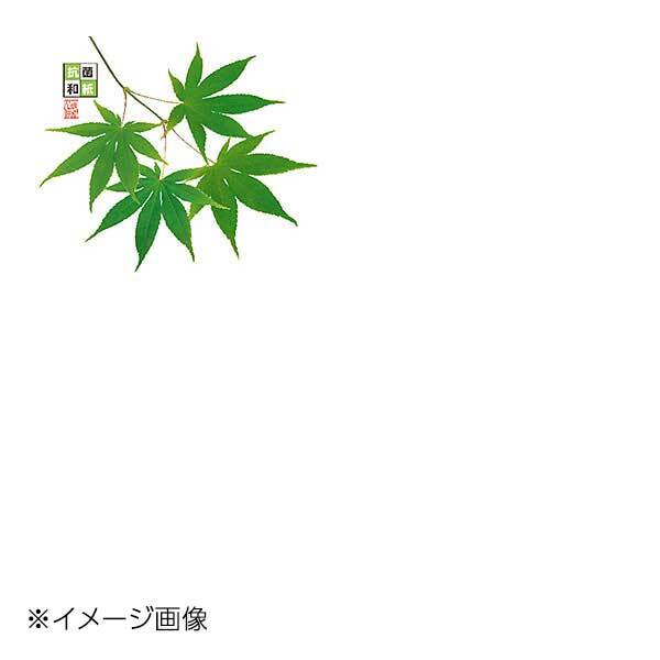 ヤマコー 用美 4寸 抗菌この葉敷紙 青もみじ (100枚入) 66783拍卖